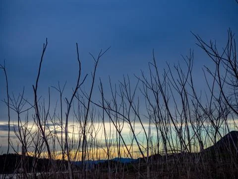 Dry tree, Sunset sky Stock Photos