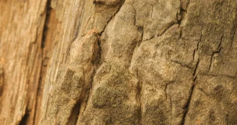 Dry Tree Texture Macro shot Stock Footage 144687575