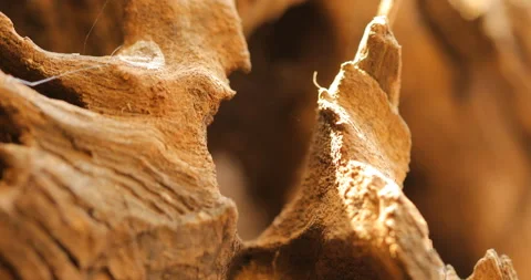 Dry Tree Texture Macro shot Stock Footage 166059555