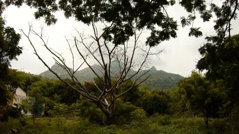 Dry tree thre picks of holy mountain Arunachala on background green around small Stock Footage 100374358