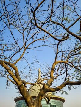 Dry tree timber with bright blue sky at morning Stock Photos