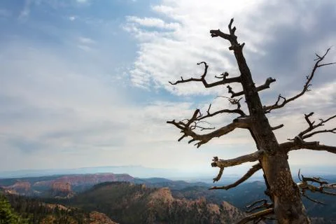 Dry tree on the top of mountain Stock Photos