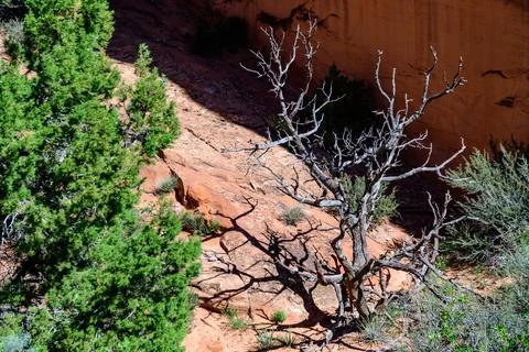 Dry tree trunk against the background of an erosional landscape, Arches Nat.. Stock Photos