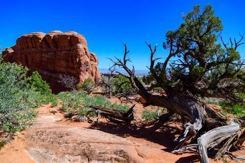 Dry tree trunk against the background of an erosional landscape, Arches Nat.. Stock Photos