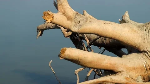 Dry tree trunk and branches over calm river water Stock Footage 327179793