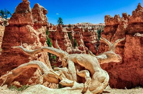 Dry tree trunk and eroded rocks in bryce canyon Stock-Fotos