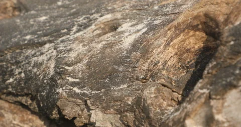 Dry Tree Trunk in the Beach Stock Footage 279215546