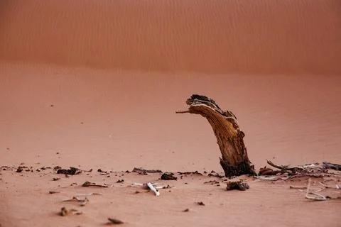 Dry tree trunk in desert, explore the Morocco Sahara Desert, details in the.. 写真素材
