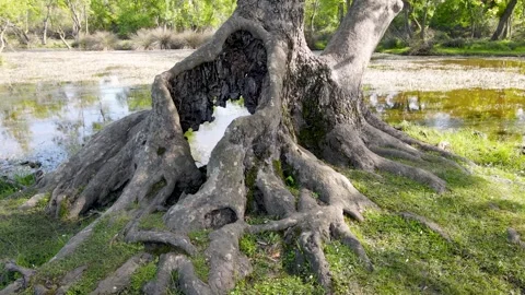 Dry Tree Trunk Video stock 332072956