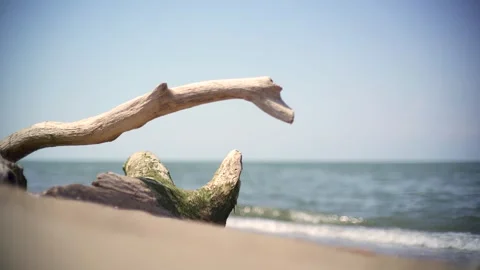 Dry tree trunk lies on sea beach with mossy wood - Shore Sediment and Wave Foam Stock Footage 339792092