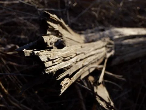 Dry tree trunk Stock Photos