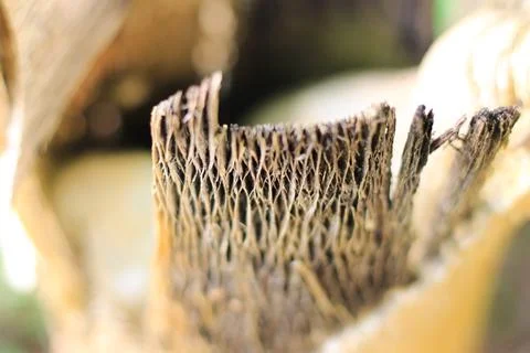 Dry tree trunk Stock Photos