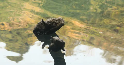 Dry Tree Trunk in the Pond Stock Footage 168663103