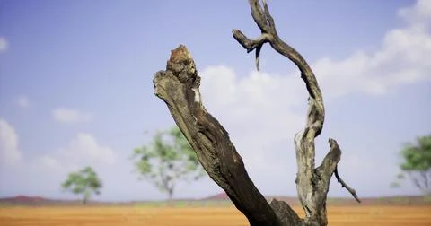 Dry tree trunk stands alone in the vast landscape under a blue sky Illustrazione stock