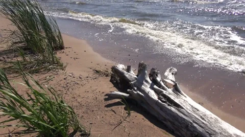 Dry tree trunk on summer sea beach and waves Stock-Footage 32222629