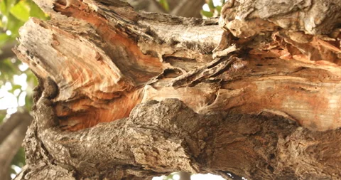 Dry Tree Trunk Texture Macro shot Stock Footage 169586775