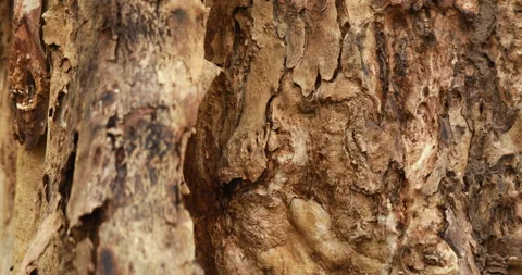 Dry Tree Trunk Texture Macro shot Stock Footage 171029274