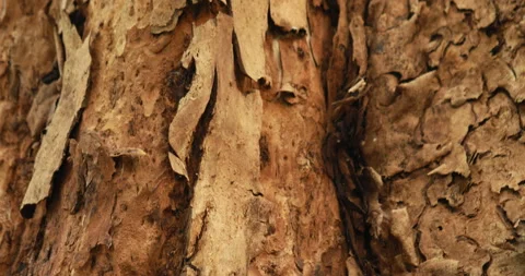 Dry Tree Trunk Texture Macro shot Stock Footage 171029316