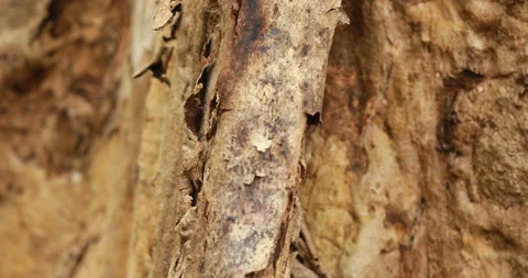 Dry Tree Trunk Texture Macro shot Stock Footage 171029337