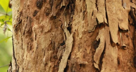 Dry Tree Trunk Texture Macro shot Stock Footage 171029380