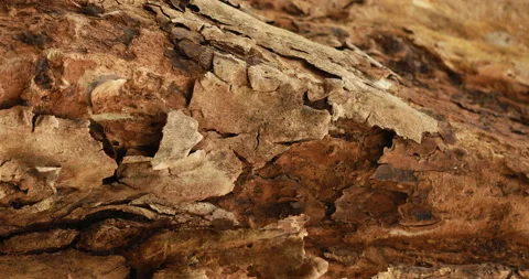 Dry Tree Trunk Texture Macro shot Stock Footage 171029391
