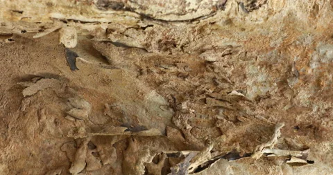 Dry Tree Trunk Texture Macro shot Stock Footage 171029958