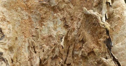 Dry Tree Trunk Texture Macro shot Stock Footage 171030007