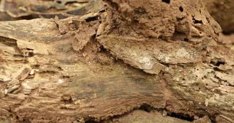 Dry Tree Trunk Texture Macro shot Stock Footage 171030020