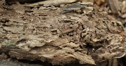 Dry Tree Trunk Texture Macro shot Stock Footage 171030037