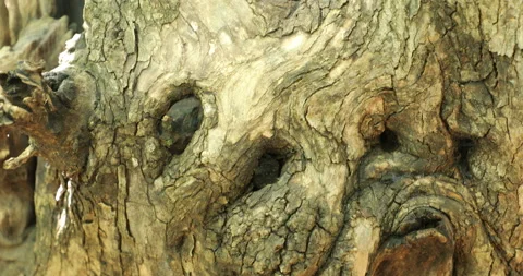 Dry Tree Trunk Texture Macro shot Stock Footage 202258570