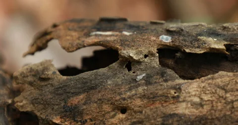 Dry Tree Trunk Texture Macro shot Stock Footage 213575531