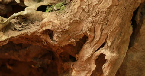 Dry Tree Trunk Texture Macro shot Stock Footage 213577839