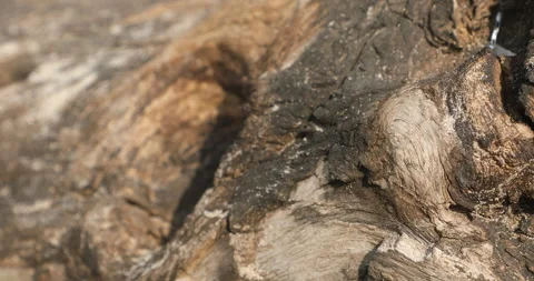Dry Tree Trunk Texture Macro shot Stock Footage 279215718