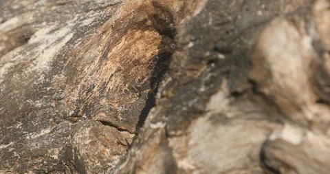 Dry Tree Trunk Texture Macro shot Stock Footage 279215869