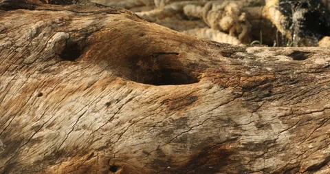 Dry Tree Trunk Texture Macro shot Stock Footage 279215960