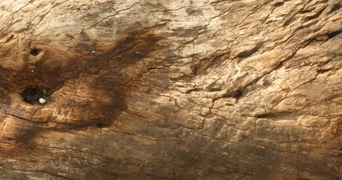 Dry Tree Trunk Texture Macro shot Stock Footage 279216267