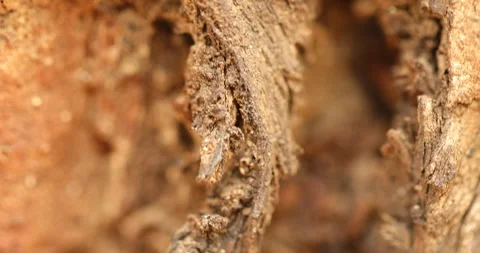Dry Tree Trunk Texture Macro shot Stock Footage 281549415
