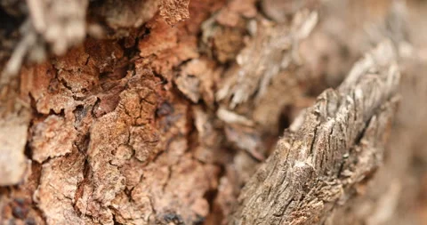 Dry Tree Trunk Texture Macro shot Stock Footage 281550372