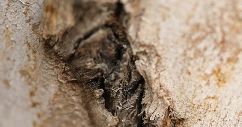 Dry Tree Trunk Texture Macro shot Stock Footage 281550474