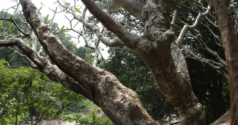 Dry Tree Trunk Texture Macro shot Stock Footage 290286452