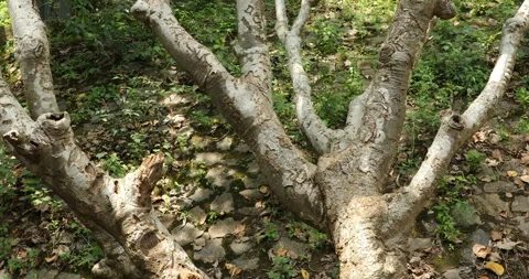 Dry Tree Trunk Texture Macro shot Stock Footage 290287095
