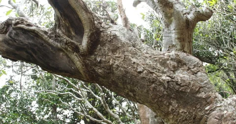 Dry Tree Trunk Texture Macro shot Stock Footage 290287645