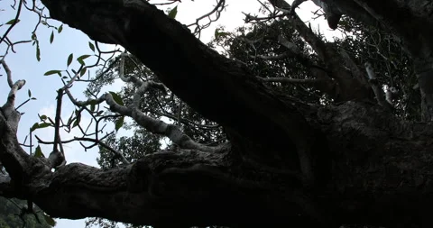 Dry Tree Trunk Texture Macro shot Stock Footage 290287647