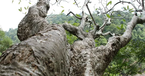 Dry Tree Trunk Texture Macro shot Stock Footage 290288843