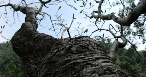 Dry Tree Trunk Texture Macro shot Stock Footage 290288876