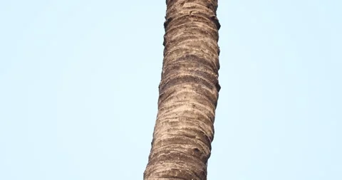 Dry Tree Trunk Texture Macro shot Stock Footage 320305075