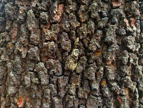 Dry tree trunk texture Stock Photos
