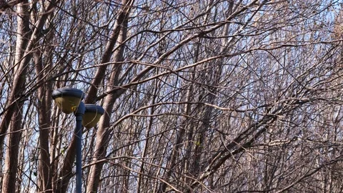 Dry tree trunk in winter Stock Footage 236557479