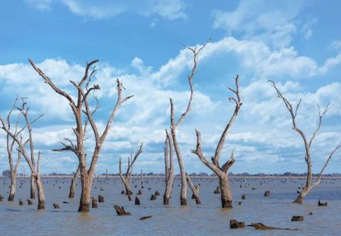 Dry tree trunks and stumps at Kow Swamp, Australia Stock Photos