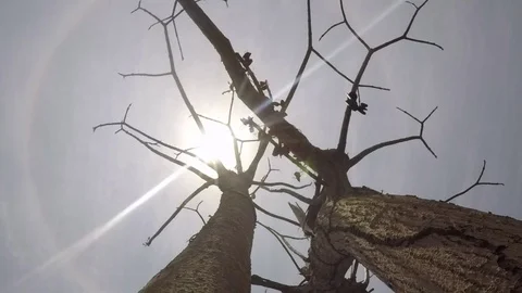 Dry tree under the burning sun time lapse Stock-Footage 89594500